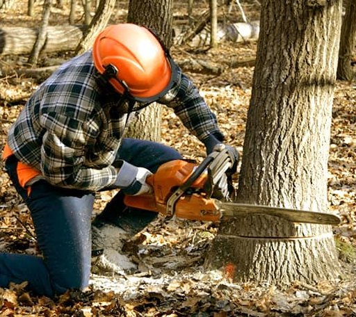Tree Removal in Pomfret, MD
